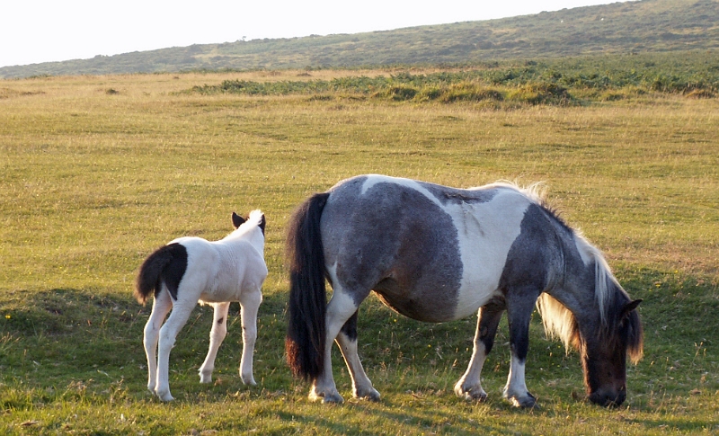 20 Dartmoor Ponies.JPG - KONICA MINOLTA DIGITAL CAMERA